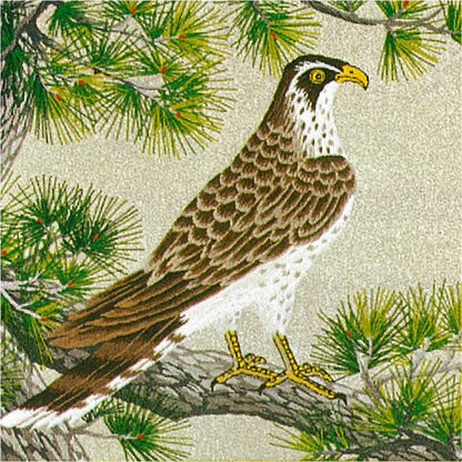No.285 Hawk on Pine
