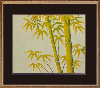 No.415 Young Bamboo(Size#3)